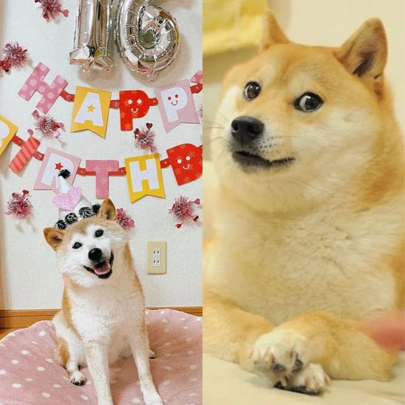 The 'Doge Checks' Breakthrough: What This New Protocol Is and Why It's a Game-Changer